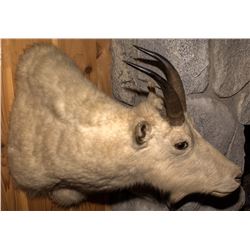 Rocky Mountain Billy Goat Shoulder Mount