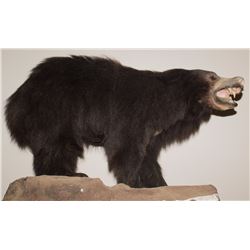Sloth Bear Full Body Mount