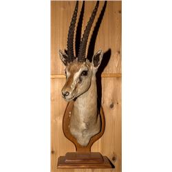 Thomson's Gazelle Shoulder Mount