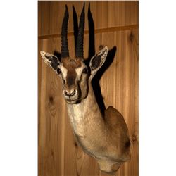 Thomson's Gazelle Shoulder Mount