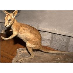 Wallaby Full Body Mount