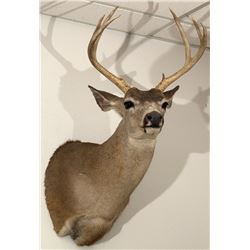 Western Mule Deer Shoulder Mount