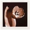 Image 1 : Open Tulip -Sepia Photo