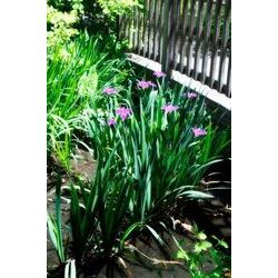 Spring Iris I
