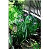 Image 1 : Spring Iris I