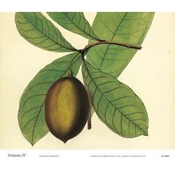 Palmetto IV
