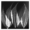Image 1 : Japanese Fern B&W