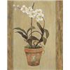 Image 1 : Orchids II