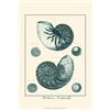 Image 1 : Shells in Aqua I