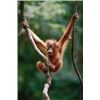 Image 1 : Orangutan Baby