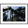 Image 1 : View Looking Up Trunks Of Giant Sequoia Trees Sequoiadendron framed black metal white matte