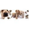 Image 1 : Dogs - Labrador