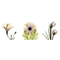 Flowers Triple in Color