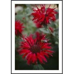 Close View Of A Bee Resting On A Red Blooming Bee Balm Flower framed black metal white matte