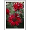 Image 1 : Close View Of A Bee Resting On A Red Blooming Bee Balm Flower framed black metal white matte
