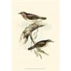 Image 1 : Gould's Gorget Warbler
