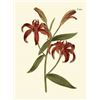 Image 1 : Fiery Florals I