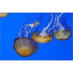 Jellyfish VI