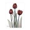 Image 1 : Early Tulips in Red