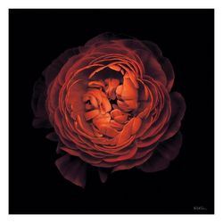 Ranunculus 44