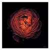 Image 1 : Ranunculus 44