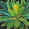 Image 1 : Agave