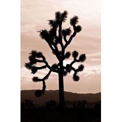 Yucca Brevifolia II