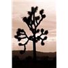 Image 1 : Yucca Brevifolia II