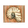 Image 1 : Shell on Stripes IV