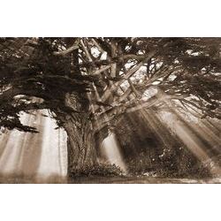 Moses Tree