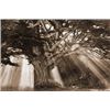 Image 1 : Moses Tree