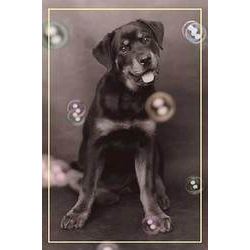 Dog With Bubbles