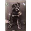 Image 1 : Dog With Bubbles