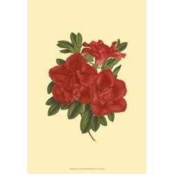 Blooming Azalea III