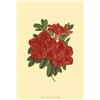 Image 1 : Blooming Azalea III