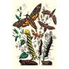 Image 1 : Moths: C. Colerio C. Elpenor C. Porcellus