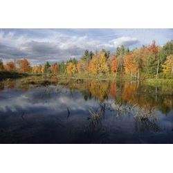 Autumn Foliage Reflected In A Pond Near Ossipee