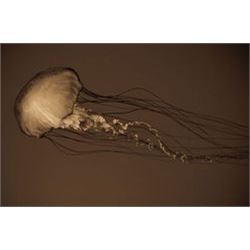 Sea Nettle II