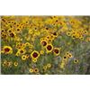 Image 1 : A bee has landed on one of many flowers with target like patterns thought to be coreopsis.