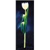 Image 1 : WEIBE TULPE (M)