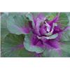 Image 1 : Cabbage Plant