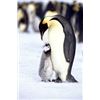 Image 1 : Penguins - Maternal Moment