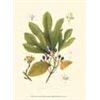 Image 1 : Sassafras