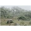 Image 1 : Alcedo Volcano Is Home To One Of The Largest Concentration Of Giant Galapagos Tortoises