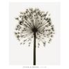 Image 1 : Allium