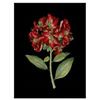 Image 1 : Crimson Flowers on Black I