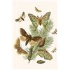 Image 1 : European Butterflies & Moths (Paper Poster)