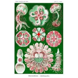 Jelly Fish (Canvas Art)