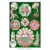 Image 1 : Jelly Fish (Canvas Art)