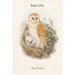 Strix Flammea - Barn Owl (Canvas Art)